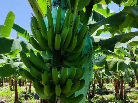 Nueva estimulante corona bananera