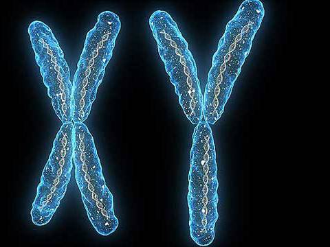 Mayoría de hombres panameños tiene cromosomas Y de origen europeo