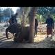 Atados con sogas y cadenas, así entrenan cruelmente a los elefantes en Tailandia