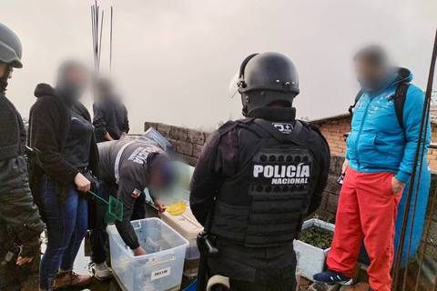 Más de 100 ajolotes, ranas albinas y un gecko fueron encontrados en Quito, tres personas fueron detenidas en allanamientos