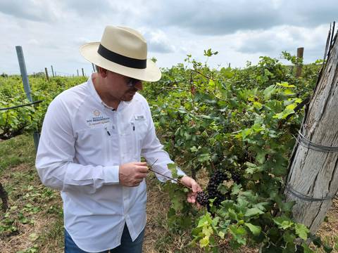 En Playas se producen los galardonados vinos ecuatorianos Dos Hemisferios y se exportan a cinco países
