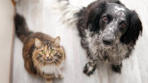 Jornadas de adopción de perros y gatos desde este domingo 5 de mayo, en Supercines y Guayarte, anuncia Bienestar Animal 