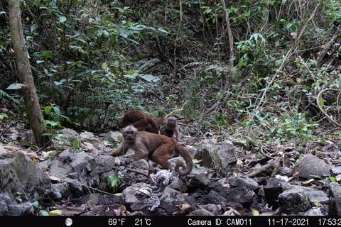 Conozca a las 23 especies nativas de mamíferos captadas por las cámaras trampa de un estudio realizado en la cordillera Chongón Colonche