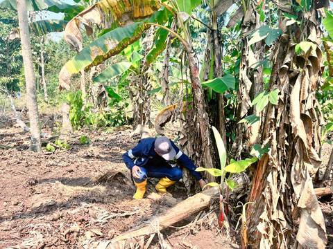Sector bananero: Ecuador ya emite permisos para iniciar distribución comercial controlada de variedad resistente al Fusarium raza 4 