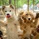 China realiza la fiesta anual de carne de perro, tradición que se debate entre el coronavirus y la modernidad