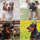 Las mejores ocho razas de perros guardianes para familias