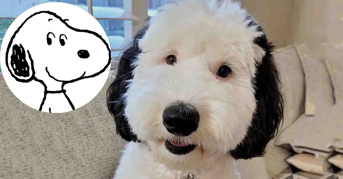 “Snoopy es real”: esta es la perrita que se hizo famosa en redes sociales por ser idéntica a la mascota de Charlie Brown
