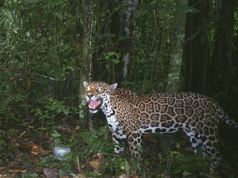 Pese a sabotaje de cazadores se intenta salvar al jaguar 