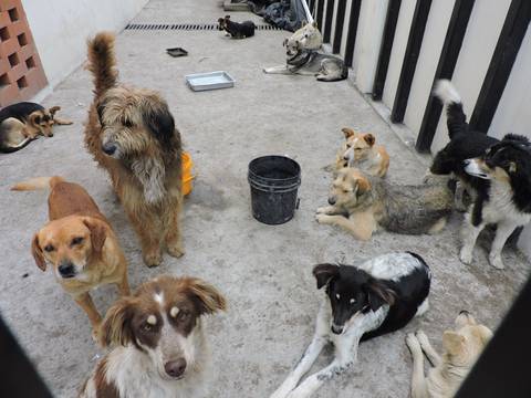 Masiva presencia de perros callejeros, una amenaza en el parque central de Santa Rosa, en Ambato  