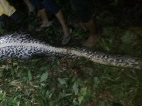 Serpiente pitón se traga a un hombre en Indonesia