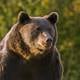 Miembro de la casa real de Liechtenstein, acusado de matar al oso más grande de Rumania