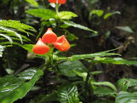 La hermosa planta endémica del Ecuador que fue redescubierta tras 40 años de creerla extinta da esperanza de  que se encuentren más especies perdidas en los bosques aislados que quedan