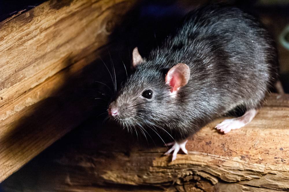 Mantener a las ratas lejos del hogar: tips libres de crueldad | Ecología | La Revista | El Universo