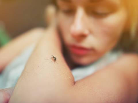 Estos son los síntomas de la alergia a los mosquitos: ¿Cómo prevenir y aliviar las molestas picaduras?