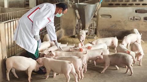 Carne de cerdo se posiciona como la segunda fuente de proteína en Ecuador con consumo per cápita de 12 kilos