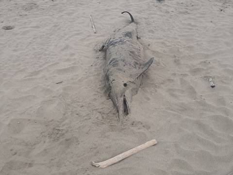 ‘Ya no tiene los ojos’: hallan delfín muerto en vía a Data