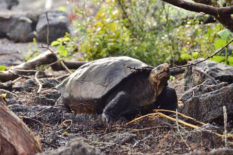 Cinco cosas que debe saber sobre la tortuga redescubierta en Fernandina (Galápagos)