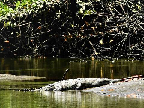 Ministerio del Ambiente de Ecuador desmiente supuesto ataque de cocodrilo a trabajador de una camaronera en el golfo de Guayaquil