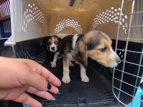 Animales de compañía que iban a ser comercializados son rescatados en el sur de Quito 