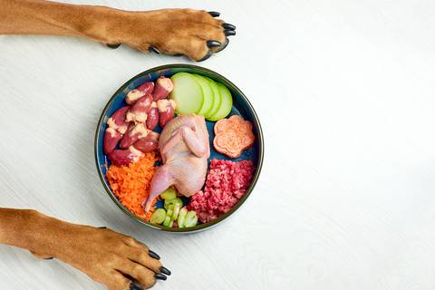 La importancia de una nutrición adecuada en cada etapa de vida de su perro