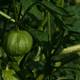 Remedios caseros con tomates verdes para aliviar fiebre, tos, amigdalitis y brindar protección contra el cáncer de colon