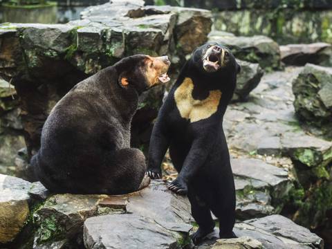 Polémica por imágenes de oso en zoológico chino que parece un humano disfrazado