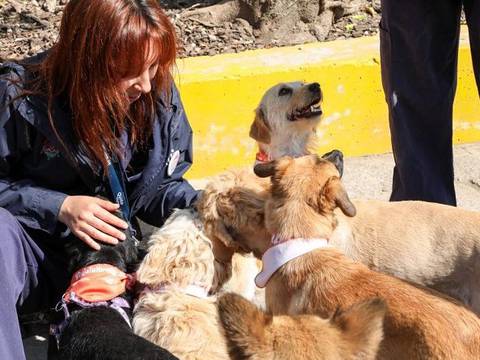 Unidad de Bienestar Animal en Quito presentó una nueva página web para ofrecer sus servicios a la comunidad