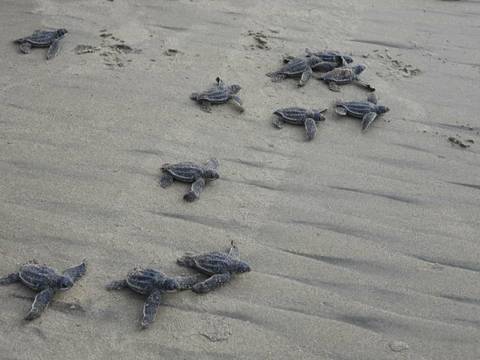 Histórica eclosión de tortugas laúd en costa de Manabí