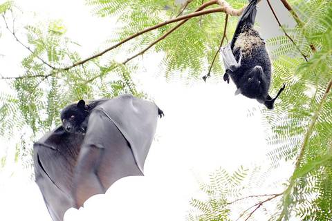 La importancia de los murciélagos