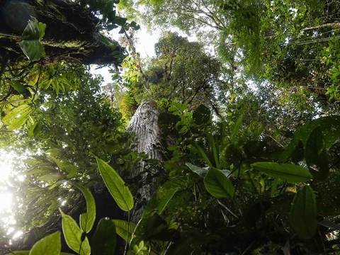 Fondo para la Naturaleza pide reconocer la labor de los indígenas en la protección de bosques