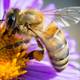 ¿Cómo se alimentará el mundo cuando las abejas hayan muerto?