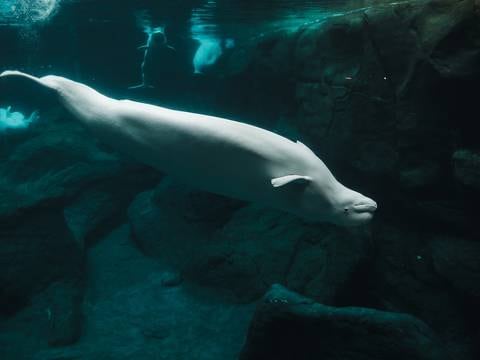 La impactante historia de la “ballena espía” rusa: ¿por qué el gobierno de Noruega pide alejarse de ella?