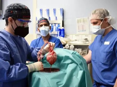 3 cuestiones éticas en torno a los trasplantes de corazón de cerdos en humanos