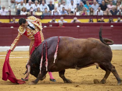 Creían que el toro había muerto y se levanta y embiste al carnicero que lo iba a descuartizar: el animal de 472 kilos lo corneó repetidas veces en el abdomen