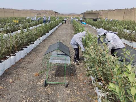 Agricultura relegada en las conferencias climáticas