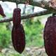 31 fotografías sobre el cacao se exponen en la Alianza Francesa