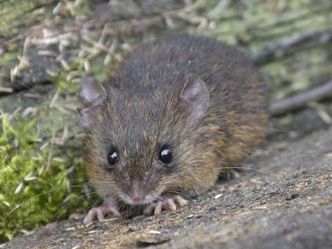 Tiene una garganta blanca y un pelaje pálido: así es la nueva especie de ratón espinoso descubierta en Ecuador 