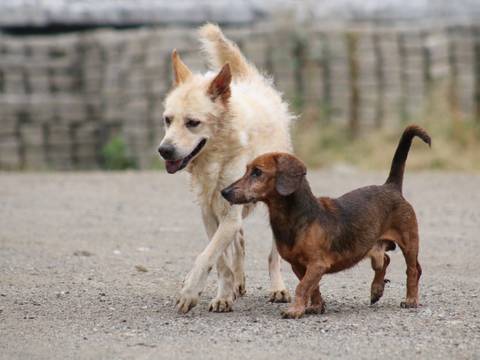 Región turística de Camboya prohíbe el comercio de carne de perro