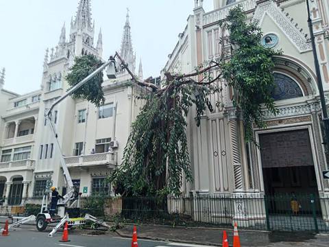 Podan árbol de caucho afectado por las lluvias en la Arquidiócesis de Guayaquil