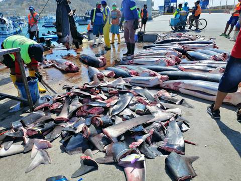 El Ministerio de Producción de Ecuador sancionó al responsable del envío ilegal de 26 toneladas de aletas de tiburón, el más grande descubierto en Hong Kong 