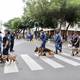 Municipio de Guayaquil comprará perros que detectan droga para controles en exteriores de planteles educativos