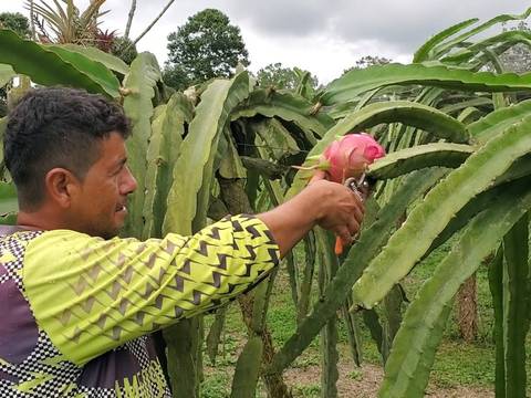 Ocho Pymes ecuatorianas, productoras y exportadoras de frutas exóticas, participarán en un foro agroalimentario, en Italia  