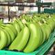 Resistencia al nuevo precio del banano para el 2024 pone en espera la firma de contratos con su principal destino, Europa 