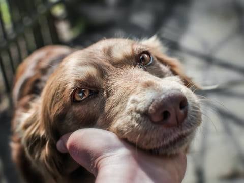 ¿Qué riesgos corren las mascotas por las altas temperaturas que se experimentan en Ecuador?