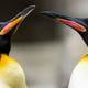 Pingüinos gays son trasladados a zoológico de Hamburgo 