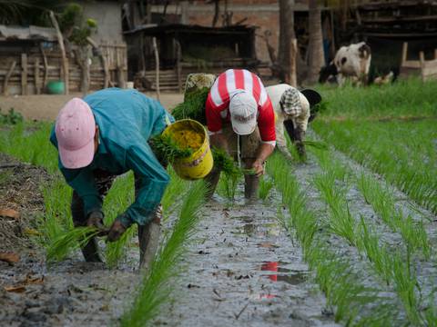 Los sembríos transitorios que dan más diversidad a la producción agrícola nacional pierden terreno en Ecuador 