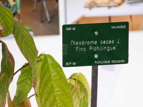 Clones donados por el Iniap a España serán parte de una exposición interactiva sobre el origen y la historia del cacao 