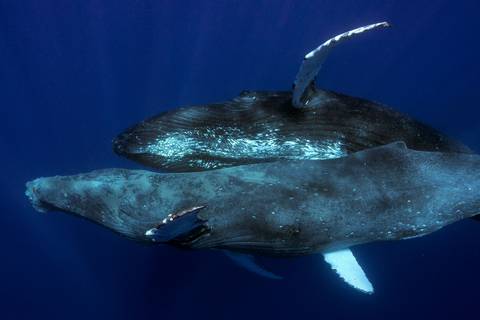 Científicos observan comportamiento sexual entre dos ballenas jorobadas macho