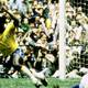 Cómo Pelé se consolidó como una leyenda del fútbol en el Mundial de México 1970