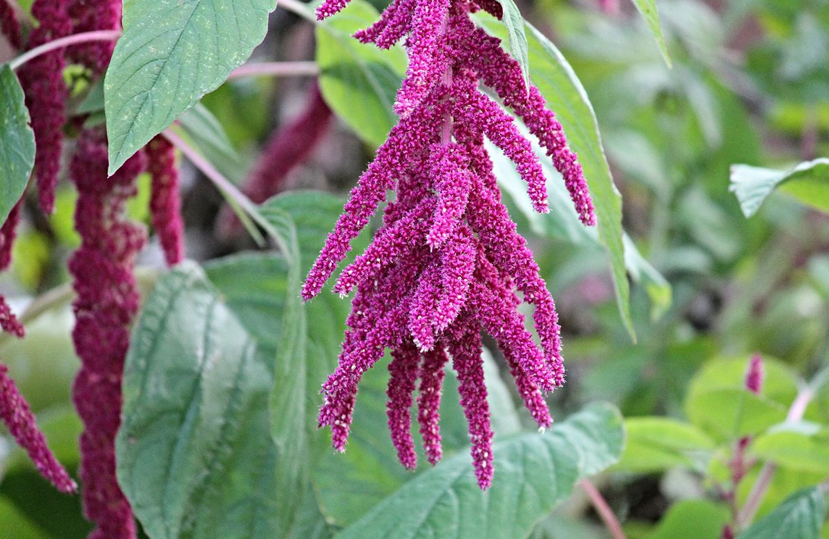 Así es la planta de Amaranto, el superalimento nutritivo que baja la presión arterial, reduce los niveles de glucosa en la sangre y es un oxigenante cerebral | Salud | La Revista |